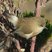 Mascarene White-eye